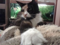 /album/fotogaleria-grace-gina-hairy-majesty-cz/a2012-10-14-18-13-10-jpg1/